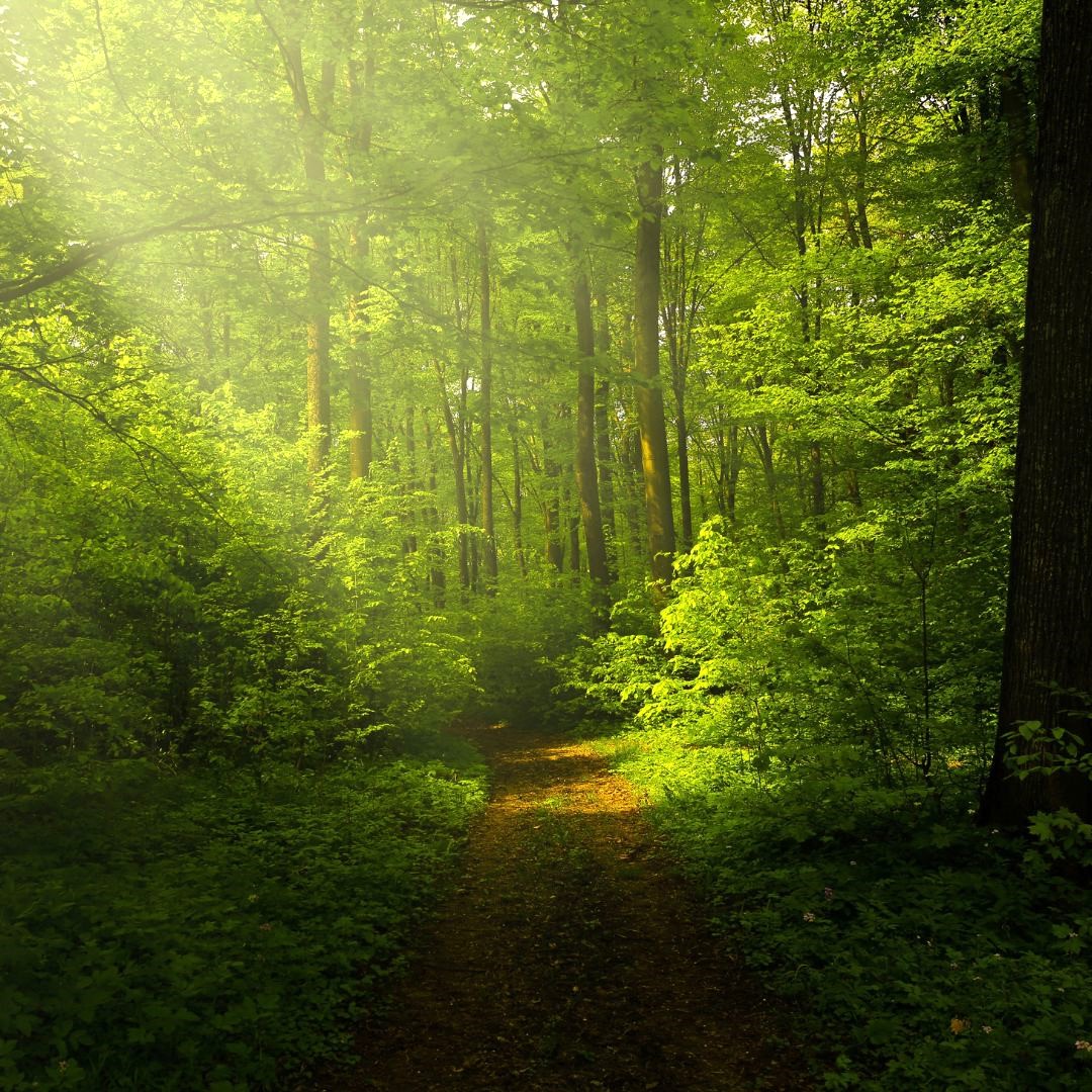 forest